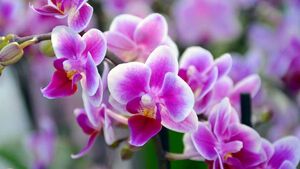 Орхидея будет цвести круглый год. Её любимая подкормка с чесноком