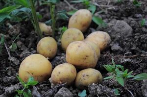 Посадка картошки в мае 2023 года - «Сад и огород»