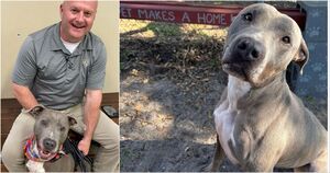 Видео из вольера бездомной собаки стало вирусным и помогло ей обрести новую семью