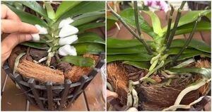 Орхидея выпустит много новых цветоносов: натуральная подкормка + маленький секрет