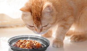 Чем нельзя кормить кошек: опасные продукты