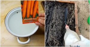 Лучший способ посадки моркови, который обеспечит отменный урожай