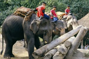 Слоны в качестве массажистов и Дедов Морозов