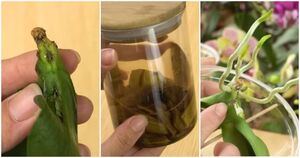 Выращиваем безкорневую орхидею в воде: вот что нужно с ней сделать