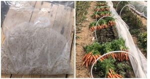 Удачный эксперимент: посев моркови в кукурузном крахмале