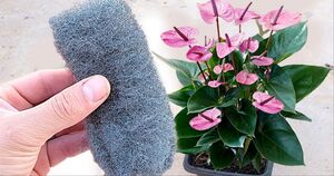 Металлическую губку использую не только на кухне: она отлично помогает комнатным растениям активно расти и цвести