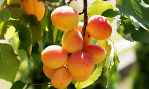 Как выбрать спелые абрикосы: основные рекомендации