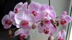 Кормлю орхидею чесноком и не нарадуюсь. Цветёт все 4 сезона