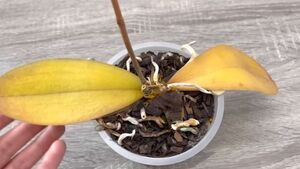 Спасите умирающую орхидею! Она отрастит новые корешки и восстановит тургор листьев