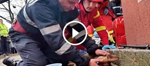 Пожарный сделал собаке искусственное дыхание, чтобы спасти ей жизнь