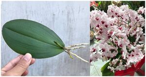 Укорените орхидею необычным способом — от шеи листа