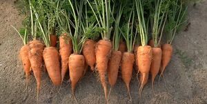 У меня нет огорода, но я легко выращиваю много моркови, рассказываю, как я это делаю