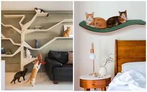 9 вариантов организации пространства для кошки в маленькой квартире