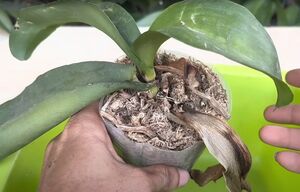 Нашла копеечное средство, которое помогло вернуть к жизни орхидею с гнилым стеблем и без корней