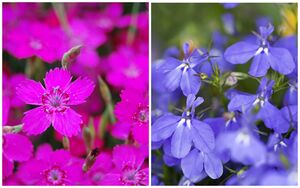 10 растений, которые украсят летом ваш цветник