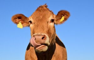 Почему мясо коровы называют «говядиной», а не «коровятиной»