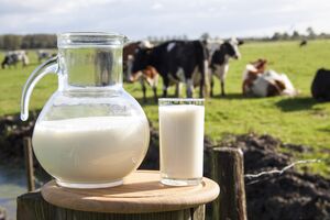 Почему коровье молоко бывает вредным для здоровья