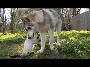 Одинокий волк взял на себя заботу о брошенном котенке
