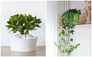 Деньги в дом: 9 комнатных растений, которые вас озолотят