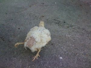 Курица из Англии с четырьмя окорочками (3 фото)