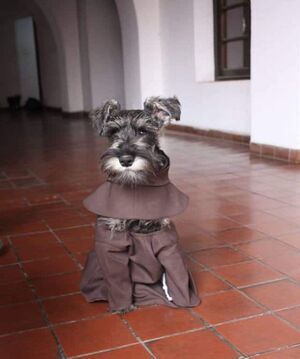 Францисканский монастырь усыновил очаровательную бездомную собаку, которая теперь живет как монах