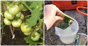 Увеличьте завязи на томатах в 5 раз! Завязи нарастают и не опадают