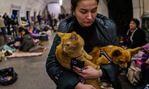 Война и животные в Украине: 5 пушистых героев