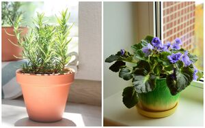 5 домашних растений, которые нужно оставить на подоконнике
