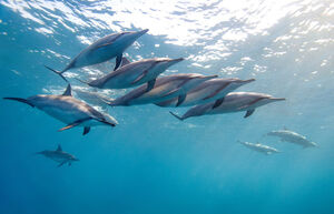 Дельфины – уникальные жители планеты Земля, права которых подтвердили несколько стран