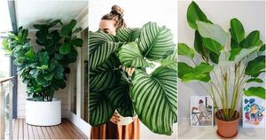 13 стильных комнатных растений с большими листьями