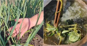 Зеленая бродилка — запах не очень, а помощь растениям колоссальная