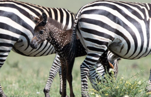В Африке заметили уникальную зебру, на которой вместо полосок — крапинки