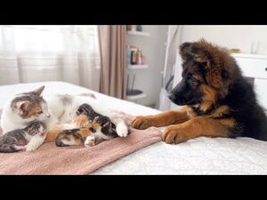 Мама кошка спокойно дает познакомиться немецкой овчарке со своими новорожденными котятами
