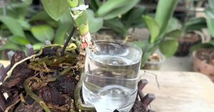 Двойная польза: одновременное омоложение и размножение слабой орхидеи