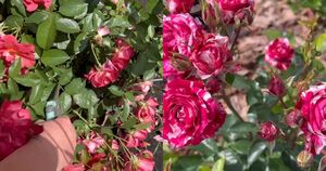 Готовим розы ко второй волне цветения: что нужно делать, чтобы наполнить сад ароматными цветами