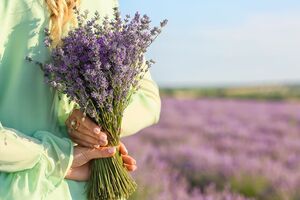 Как сушить лаванду в домашних условиях