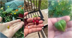 Неудача — это часть процесса: садоводы с юмором делятся фото своего крошечного урожая
