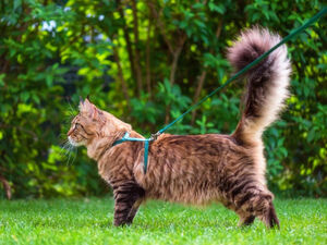Чем грозит российским кошкам запрет на самовыгул