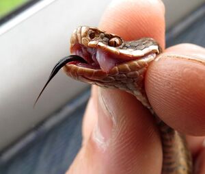 Что делать при укусе змеи: инструкция и советы