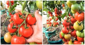 Советы бывалого садовода-огородника: 3 действенных способа ускорить созревание томатов