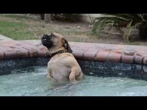 Счастливый пёс запрыгнул в гидромассажную ванну, и решил насладиться всеми прелестями водного массажа