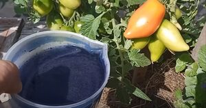 Для обработки огорода раз в неделю готовлю синий раствор, результат потрясающий