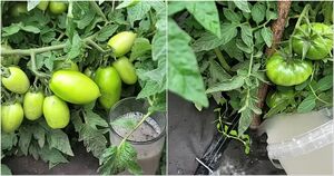 Моим томатам завидуют все соседи, рассказываю, как мне удается получить отменный урожай