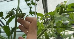 Зачем я останавливаю рост томатов в конце июля, делюсь секретом больших налившихся плодов