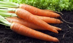 Как правильно заготовить морковь на зиму