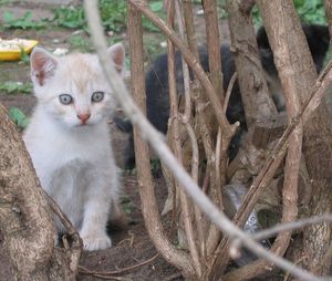 Тайная жизнь уличных кошек в Риге.