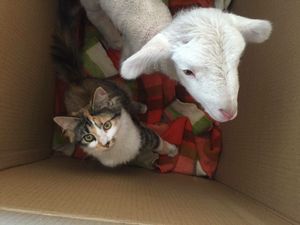 Кошка нашла ягненка в картонной коробке и не расстается с ним!