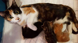 История о том, как парализованная кошка воссоединилась со своими котятами!