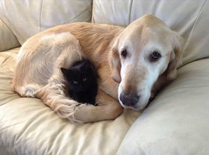 Хозяин помог псу, который потерял лучшего друга-кота!