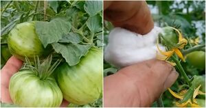 Как правильно выбрать томаты на семена, чтобы получить отменный урожай в будущем году